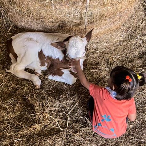 masseria pietrascritta|Fattoria didattica a San Fele con bambini